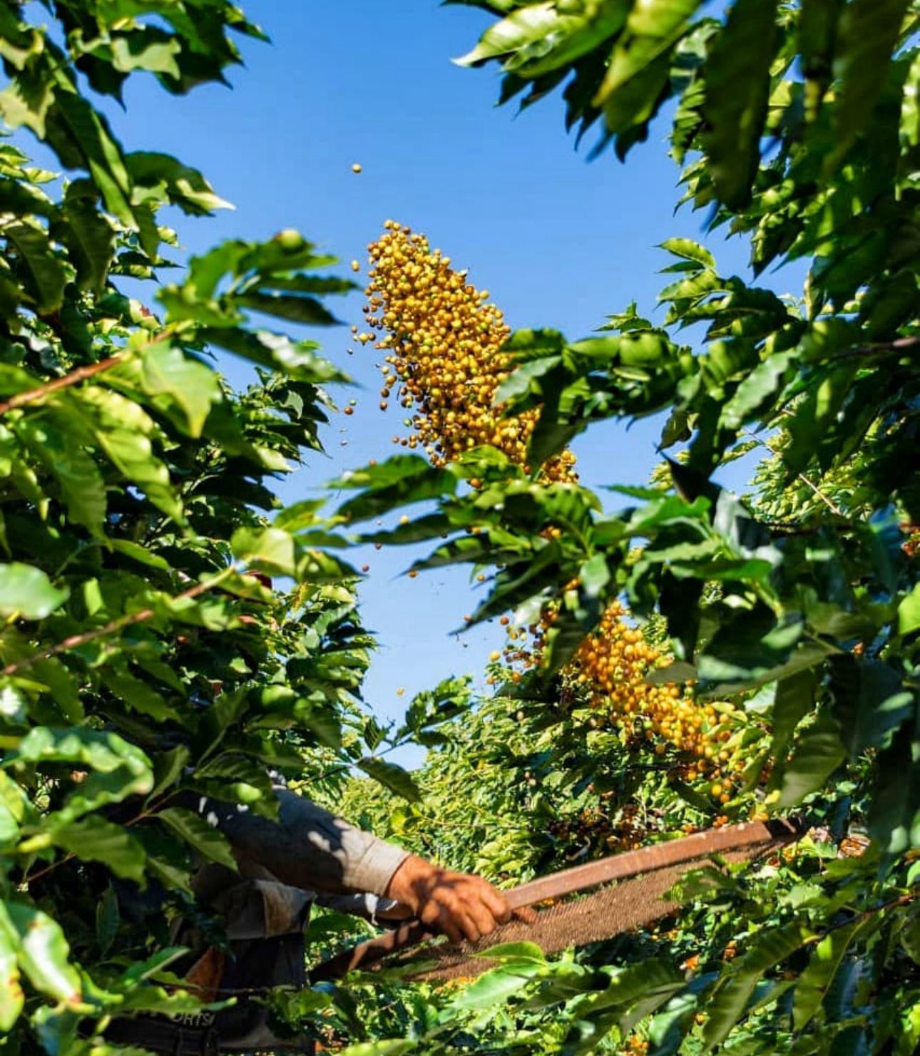 Café amarelo